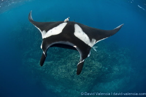 A Giant Pacific Manta flies above the reef. by David Valencia 